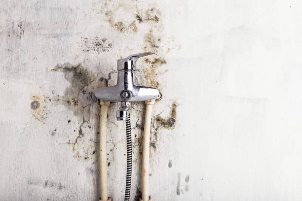 Best Toxic Mold Removal  in Carencro, LA
