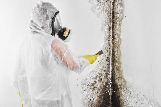 Best Home Mold Removal  in Carencro, LA