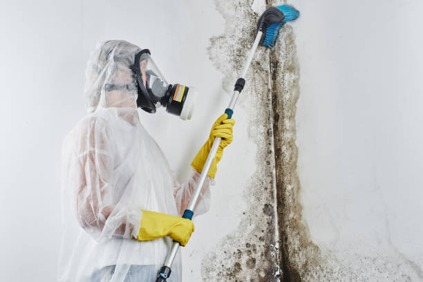 Best Attic Mold Removal  in Carencro, LA