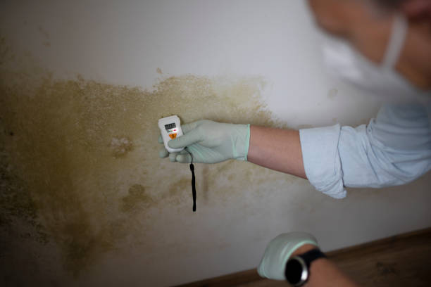 Best Mold Cleaning Services  in Carencro, LA