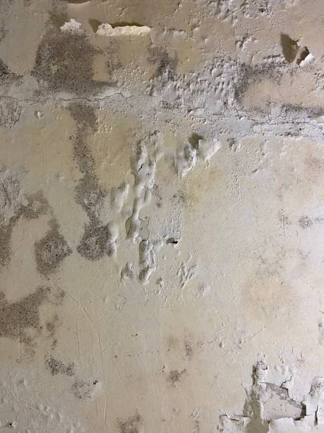 Trusted Carencro, LA Mold Removal Experts