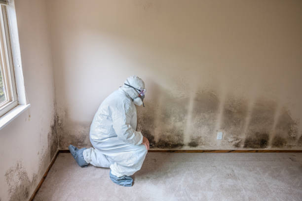 Home Mold Removal in Carencro, LA