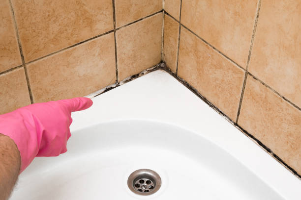 Best Same-Day Mold Removal  in Carencro, LA